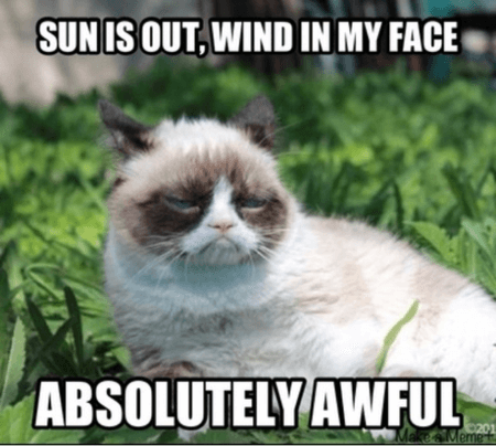 21 Best Grumpy Cat Memes And Funny Quotes About Love & Life