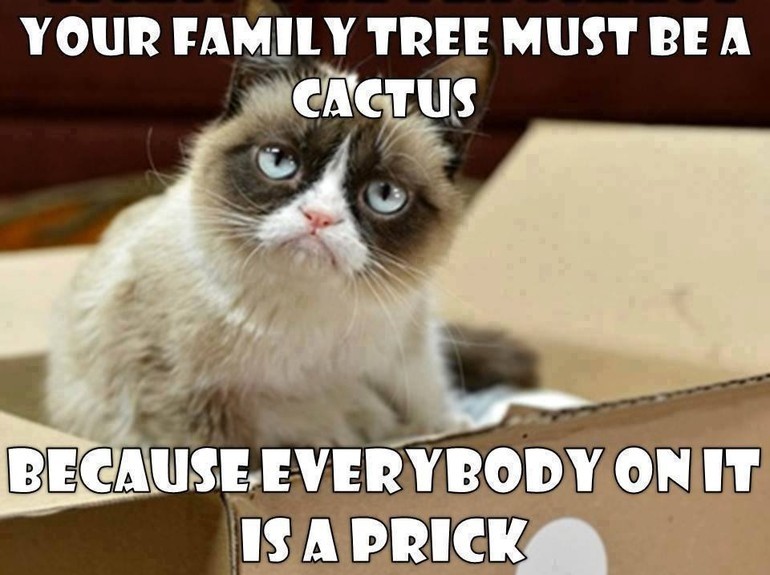 family cat meme