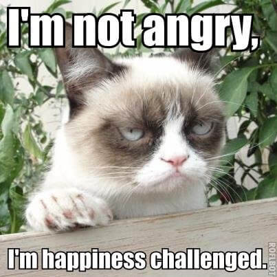 32 Funny Angry Cat Memes For Any Occasion - Freemake