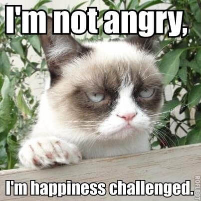 Best Funny angry cat Memes - 9GAG