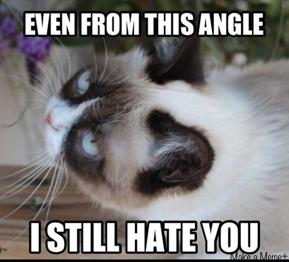 32 Funny Angry Cat Memes for Any Occasion - Freemake