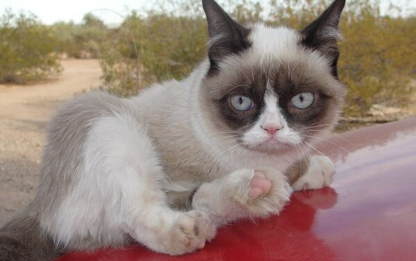 grumpy cat on a car