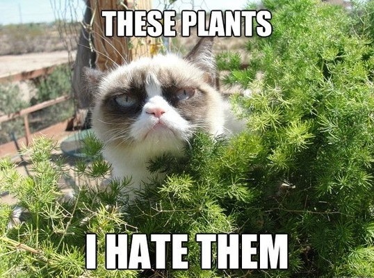grumpy cat hating the plants