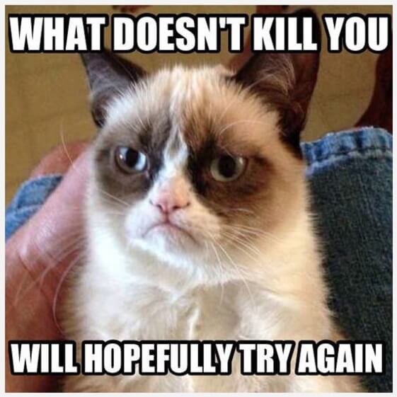 Best-Grumpy-Cat-Memes