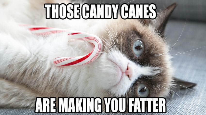 32 Funny Angry Cat Memes for Any Occasion - Freemake