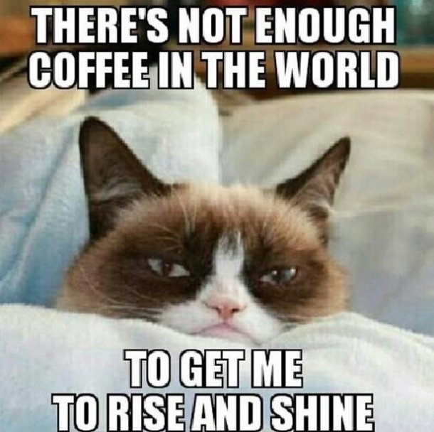 grumpy cat coffe