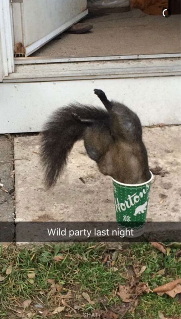 wild party